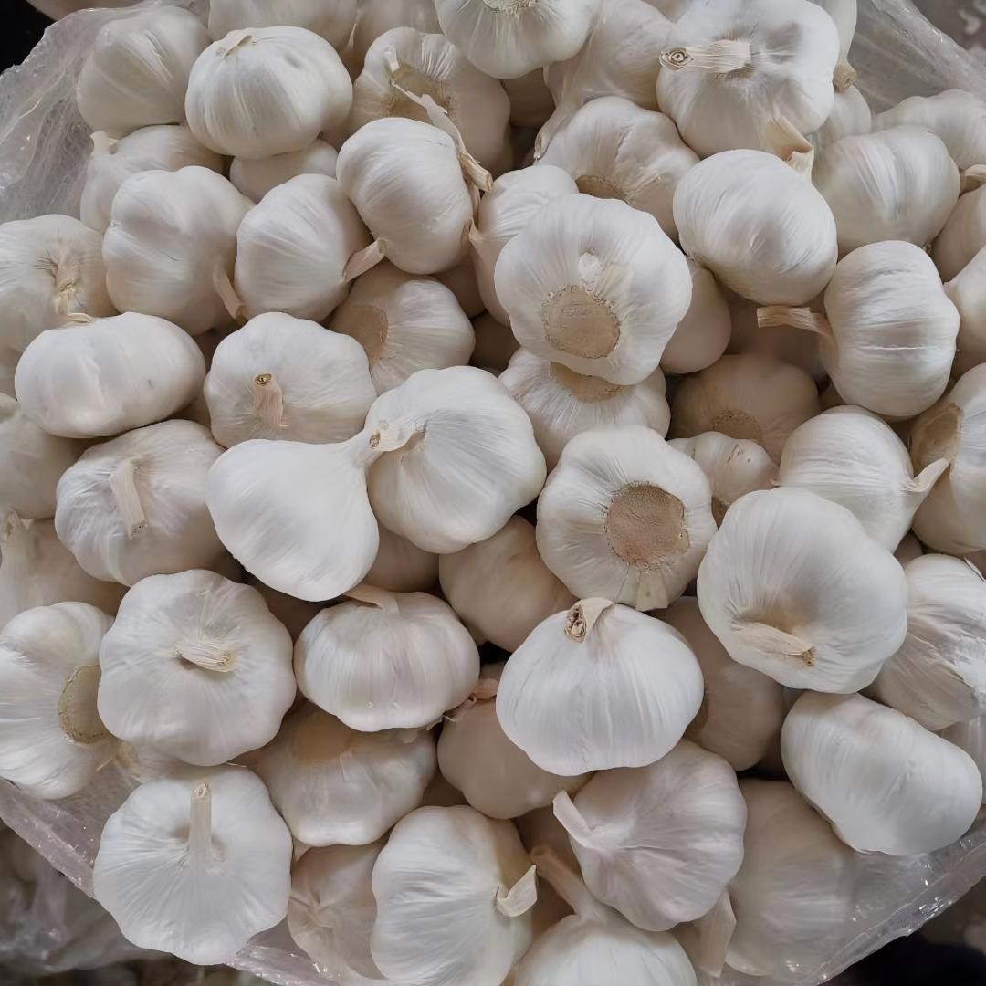 White Skin Garlic