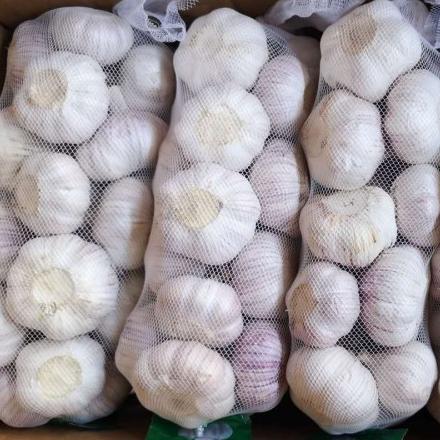 Fresh Garlic